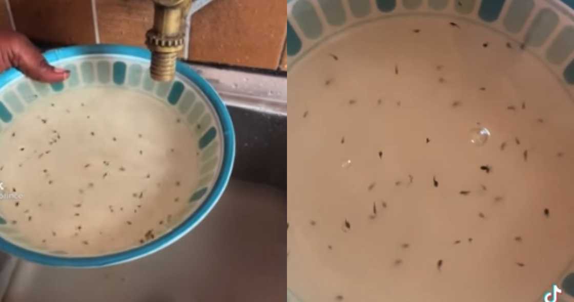 Man in Ghana opens tap to drink & finds it filled with live baby frogs Man in Ghana opens tap to drink & finds it filled with live baby frogs