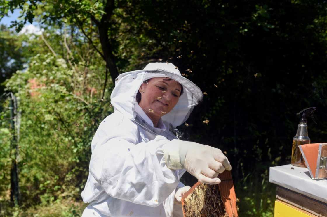 'In the past, beekeeping was much easier,' said Miloseska 'In the past, beekeeping was much easier,' said Miloseska