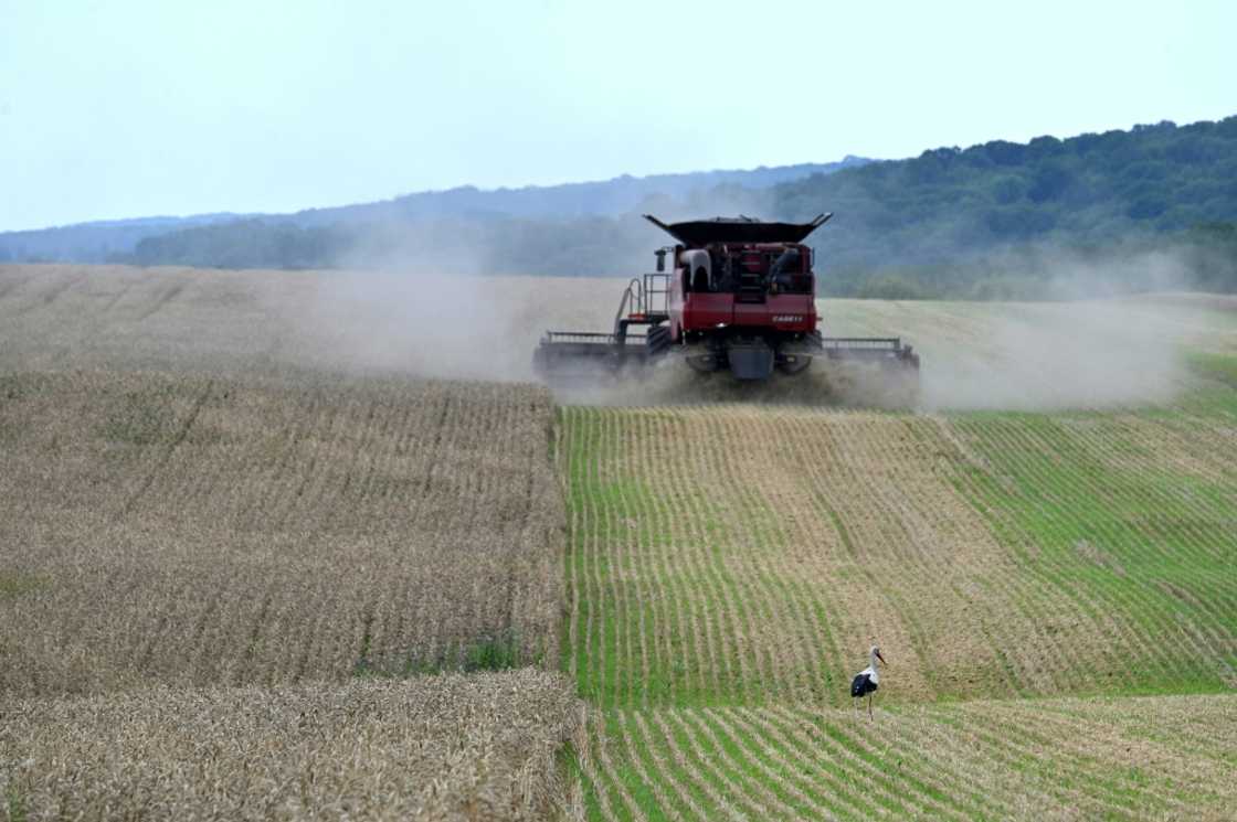 A stork walks across a wheat field near Kyiv A stork walks across a wheat field near Kyiv