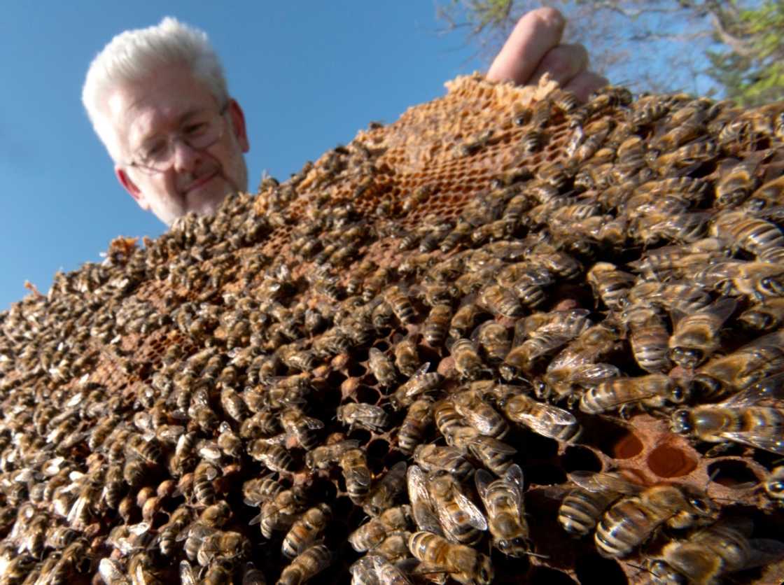 Beekeeper Matthias Kopetzky demands more effective testing to curb fake honey Beekeeper Matthias Kopetzky demands more effective testing to curb fake honey