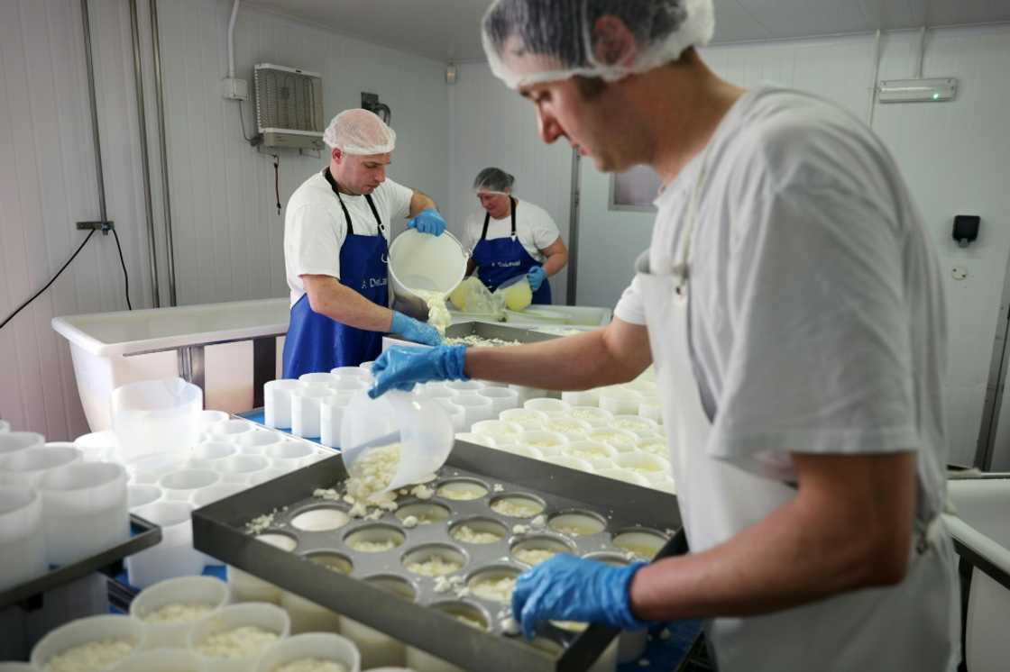 Tunworth, a Camembert-style cheese, being made by hand at the Hampshire Cheese Company in south England Tunworth, a Camembert-style cheese, being made by hand at the Hampshire Cheese Company in south England