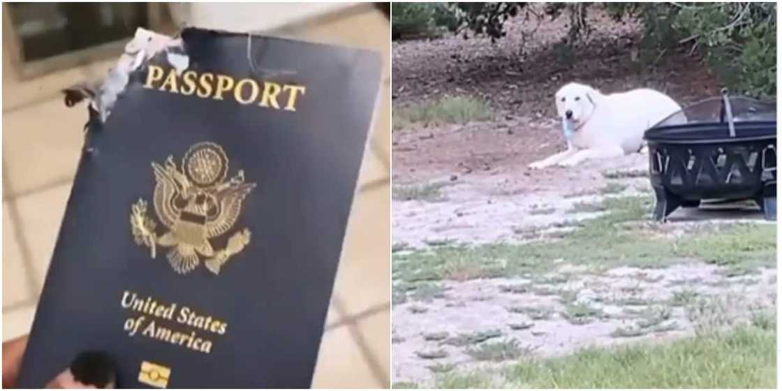 A dog ate its owner's passport A dog ate its owner's passport