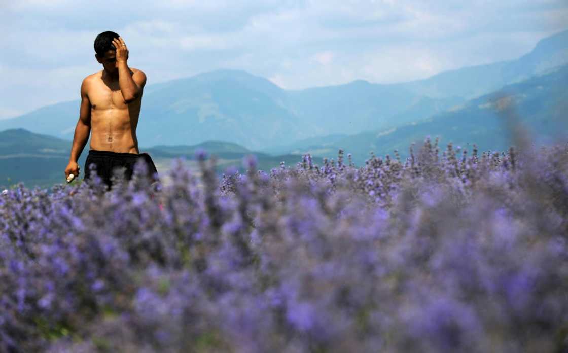 Overproduction and EU health labels have Bulgarian producers of lavender essential oil sweating Overproduction and EU health labels have Bulgarian producers of lavender essential oil sweating