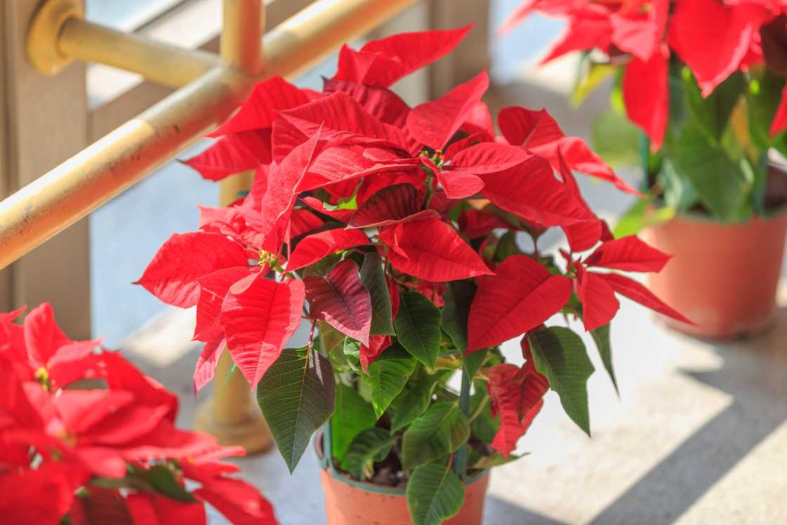 Christmas poinsettias