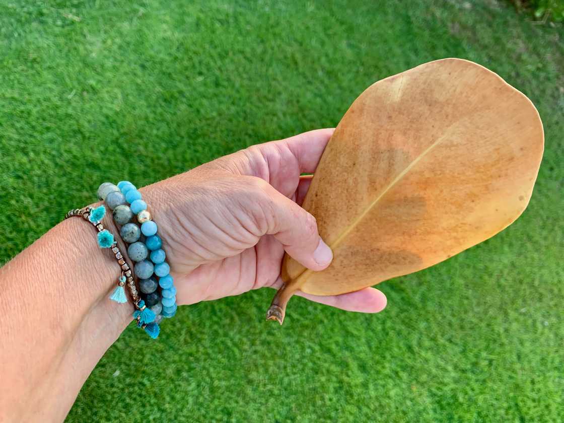 A hand holding a dry leaf displays blue bead bracelets A hand holding a dry leaf displays blue bead bracelets