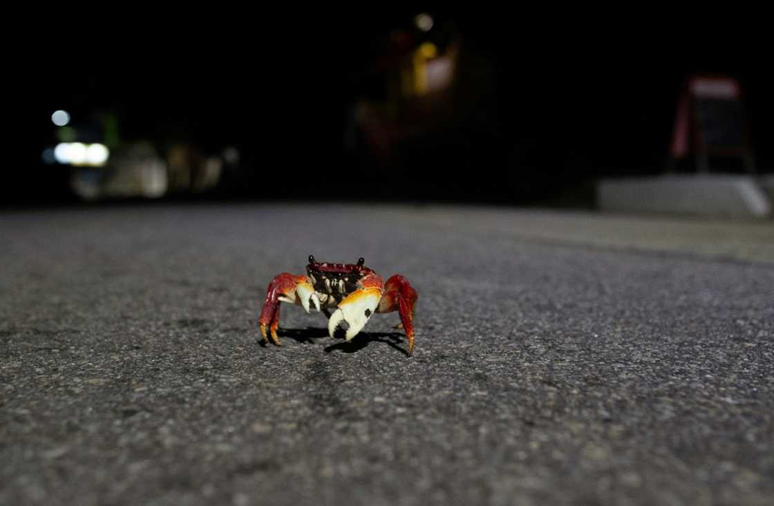 Some 475 million vertebrate animals die on Brazilian roads every year Some 475 million vertebrate animals die on Brazilian roads every year