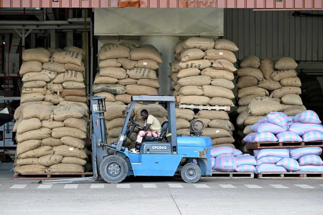 Cocoa accounts for 5 million jobs in Ivory Coast, or one-sixth of the population Cocoa accounts for 5 million jobs in Ivory Coast, or one-sixth of the population