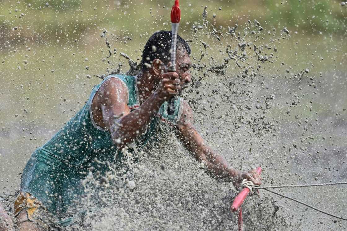 The riotously noisy, muddy and slightly chaotic annual tradition marks the beginning of the rice planting season The riotously noisy, muddy and slightly chaotic annual tradition marks the beginning of the rice planting season