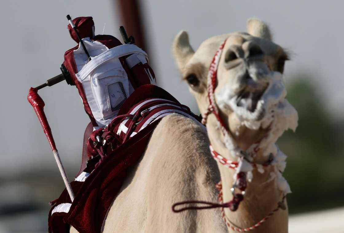 A camel with a robot attached to its back competes in a Qatar racing event in Al-Shahaniya, east of Doha