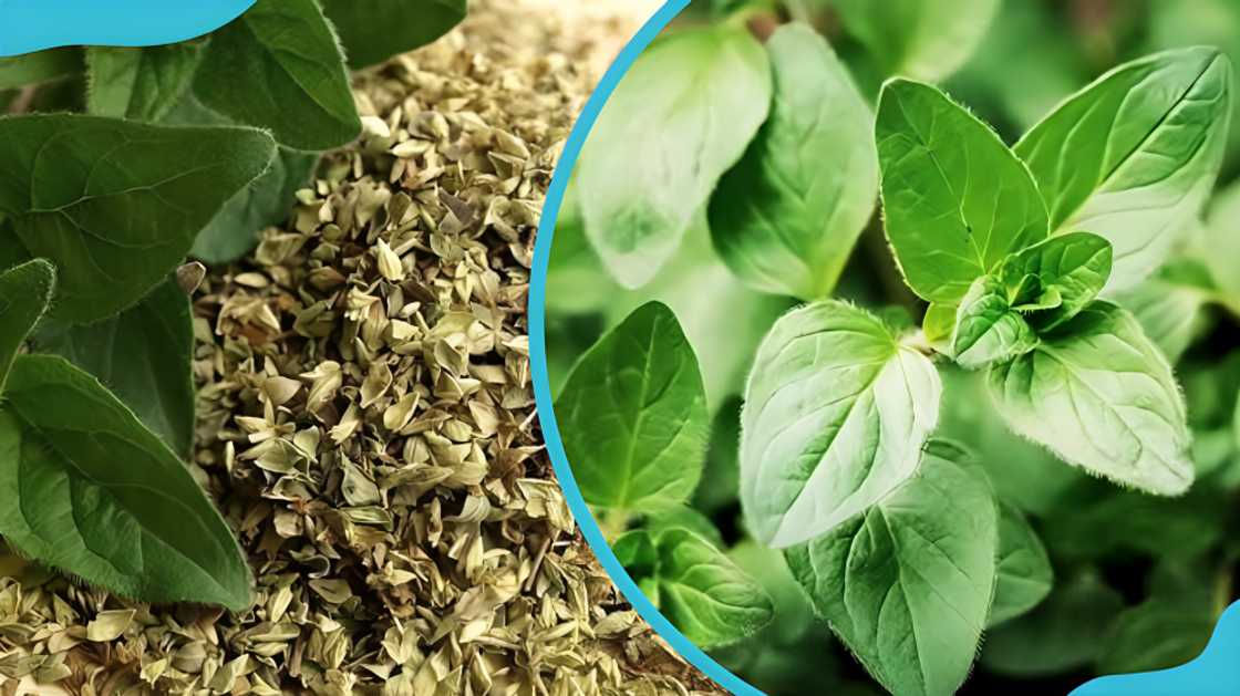 spices in Ghana spices in Ghana