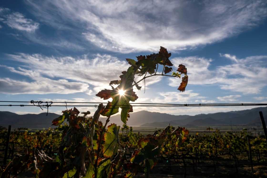 The Guadalupe Valley produces 75 percent of Mexican wine, but vintners fear for the future of their picturesque corner of northwestern Mexico The Guadalupe Valley produces 75 percent of Mexican wine, but vintners fear for the future of their picturesque corner of northwestern Mexico