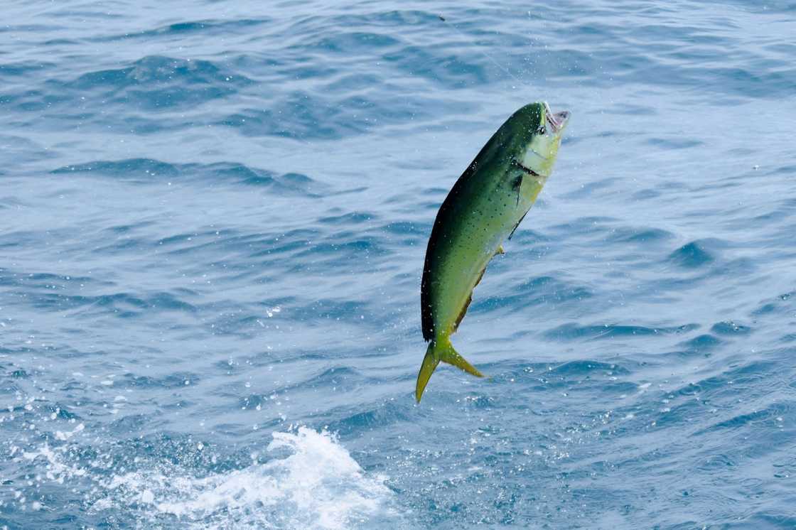 A Mahi-Mahi jumps with a fish hook in the mouth.