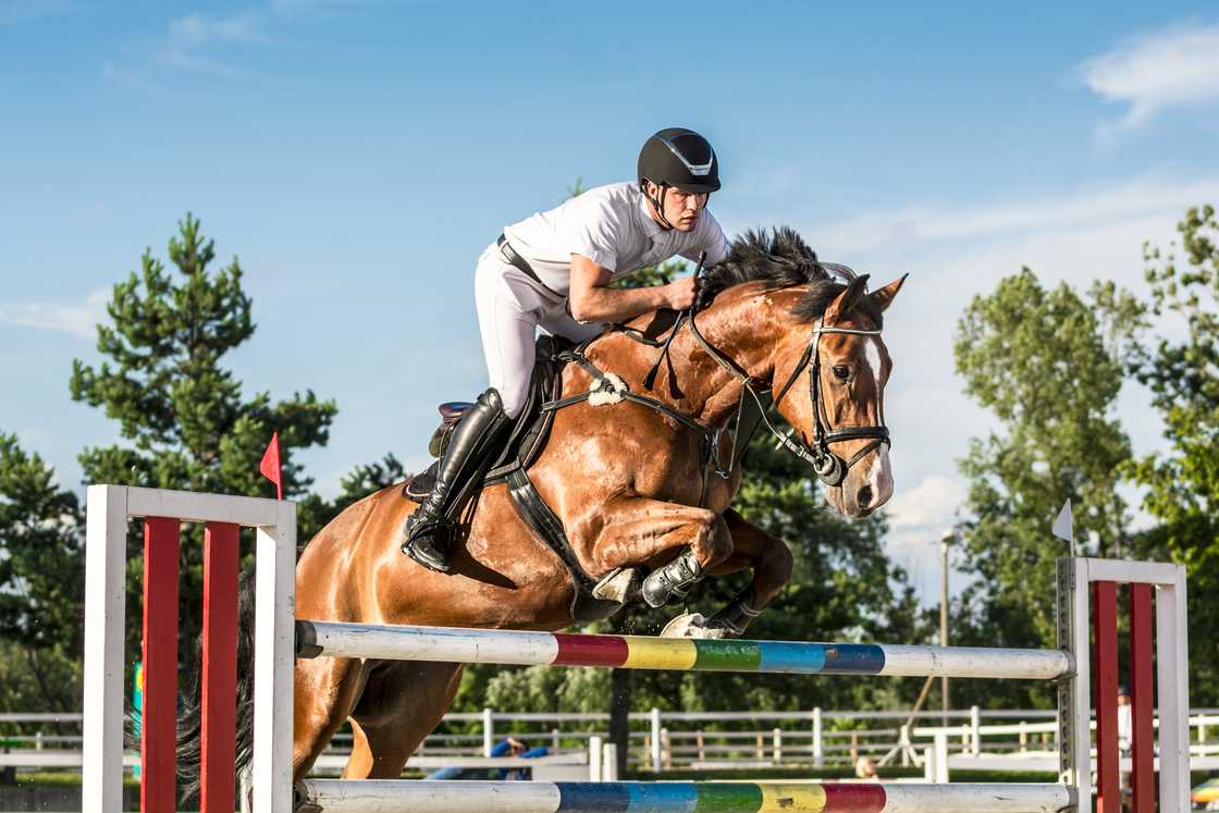 Equestrian rider and horse in action, jumping over a hurdle. Equestrian rider and horse in action, jumping over a hurdle.