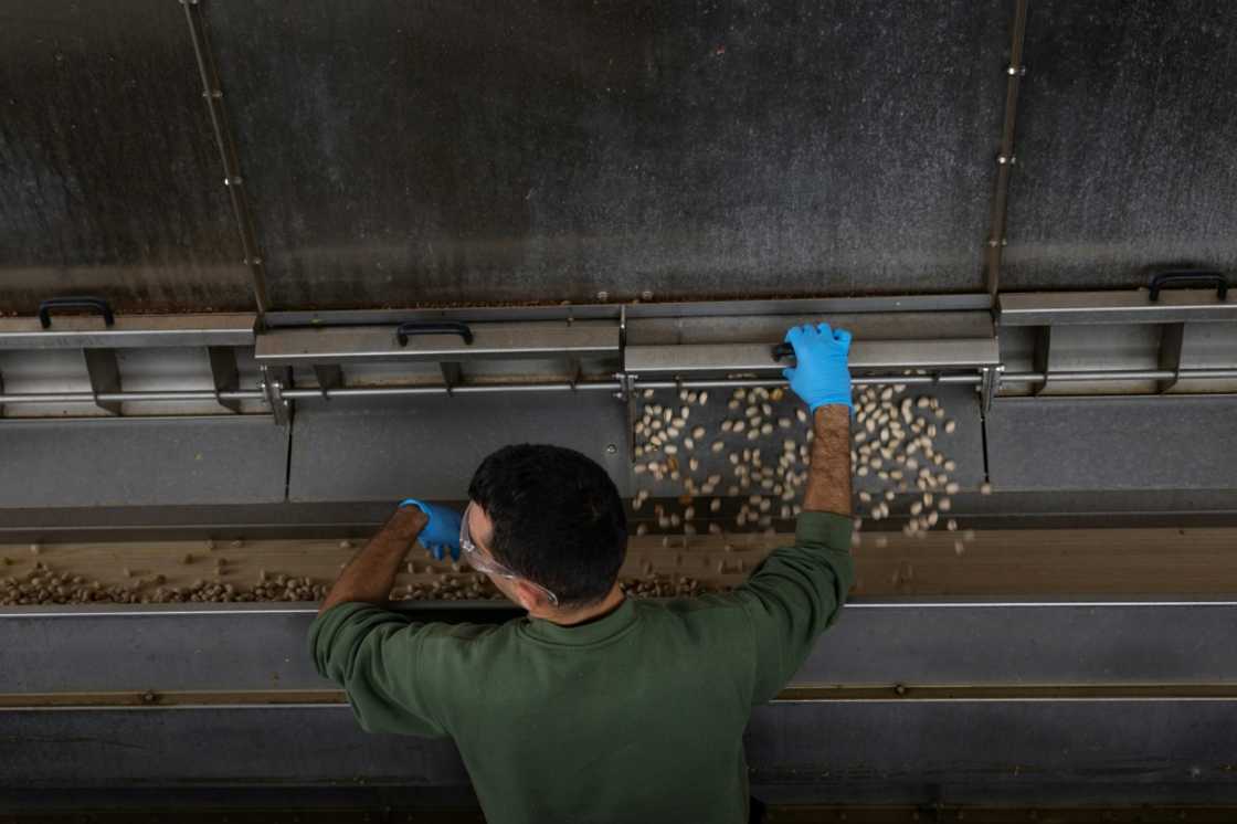 Pistachios are sorted, peeled and dried before they are sold