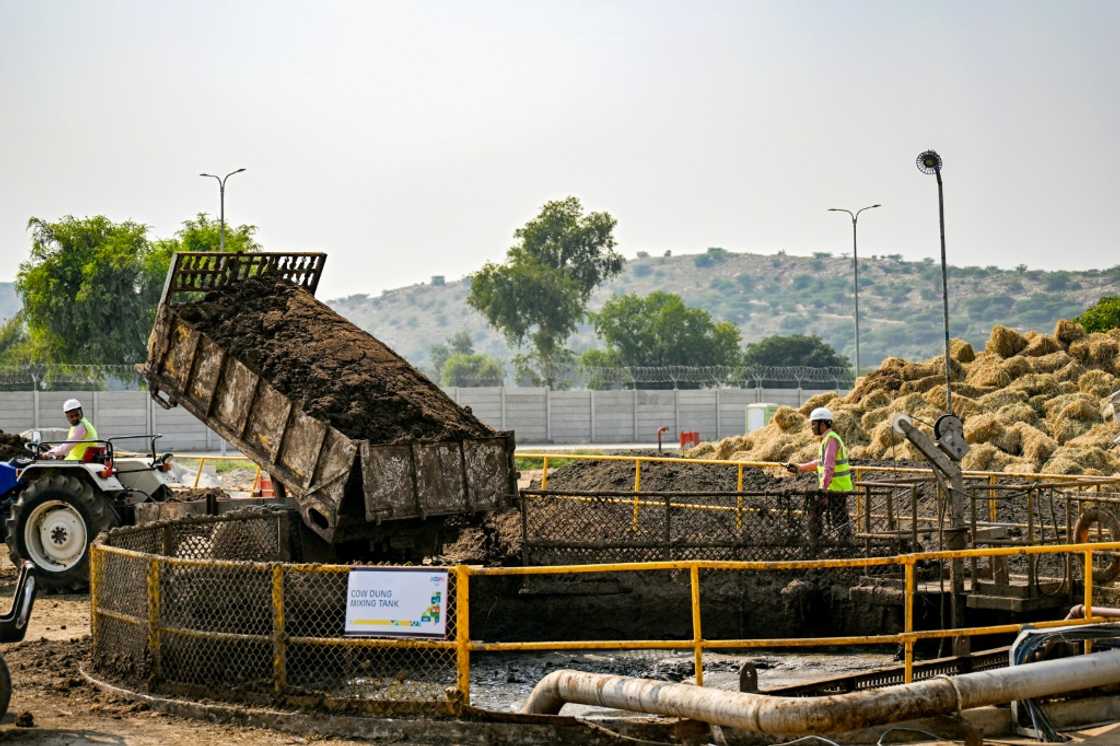 Employees at the Barsana Biogas Plant dump a truckload of cow dung into a mixing tank