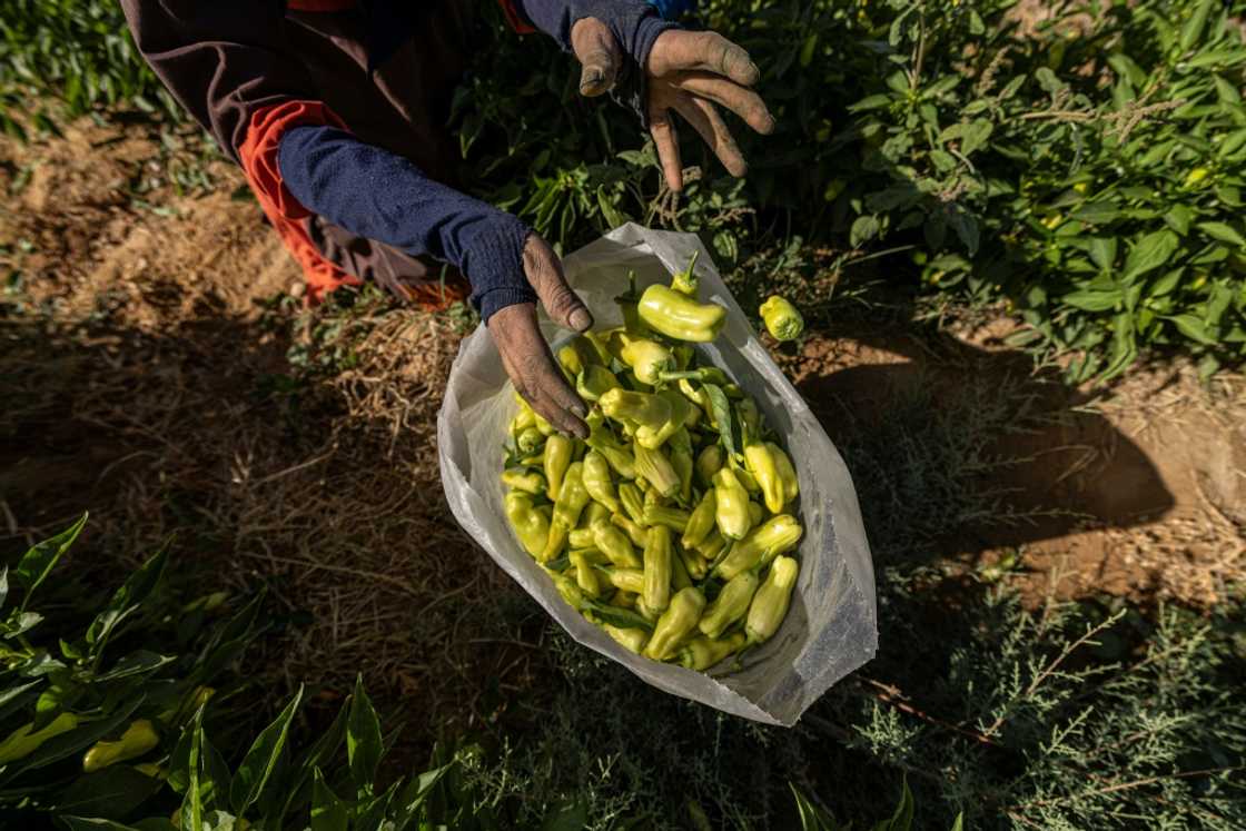 Smallholders cultivating plots no bigger than a football pitch produce nearly half of Egypt's field crops, making their role key in making up for any shortfall in imports Smallholders cultivating plots no bigger than a football pitch produce nearly half of Egypt's field crops, making their role key in making up for any shortfall in imports