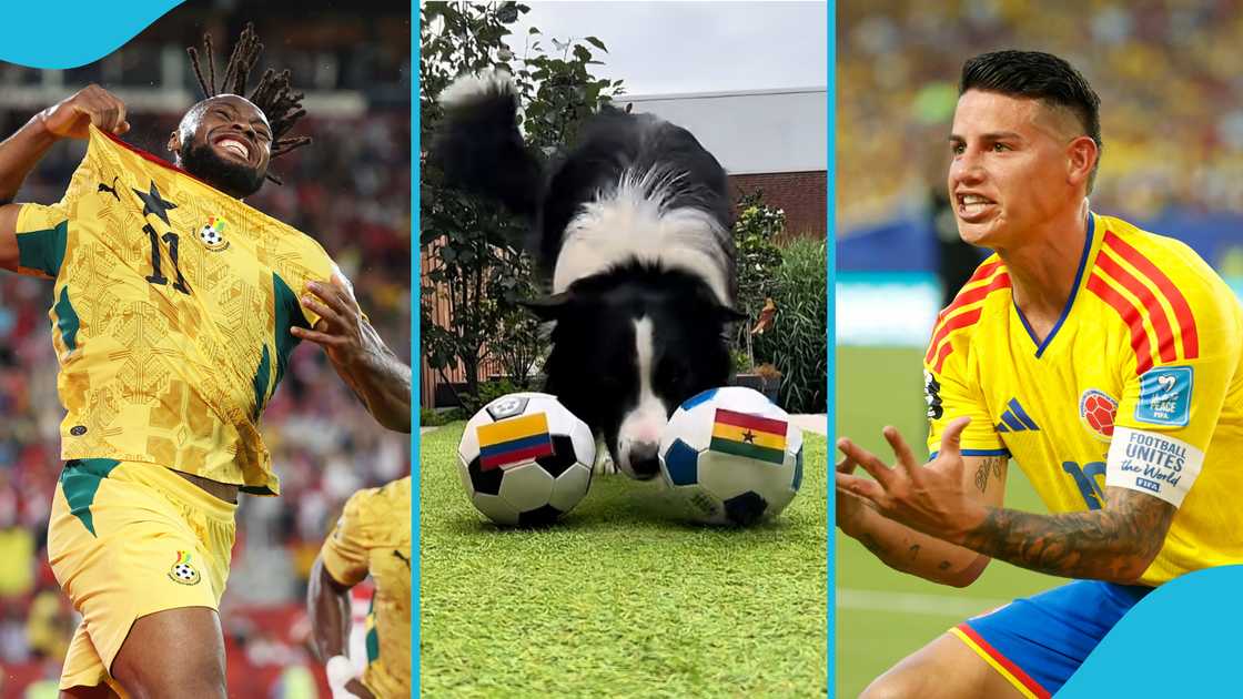 Ghana, Colombia, Black Stars, Tactical Tax, Psychic Dog, Ghana vs Colombia prediction Ghana, Colombia, Black Stars, Tactical Tax, Psychic Dog, Ghana vs Colombia prediction