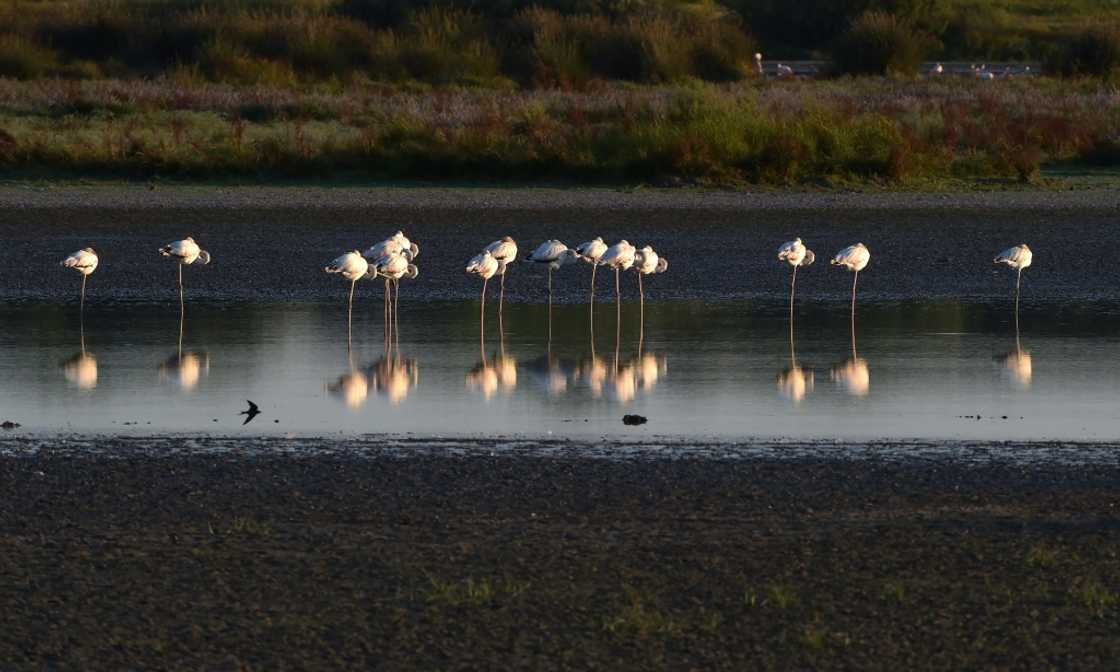 Donana National Park is home to one of Europe's largest wetlands Donana National Park is home to one of Europe's largest wetlands