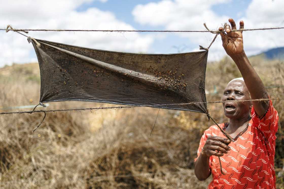 Hendrita Mwalada uses rags soaked with a mixture of fuel and chilli around her farm Hendrita Mwalada uses rags soaked with a mixture of fuel and chilli around her farm