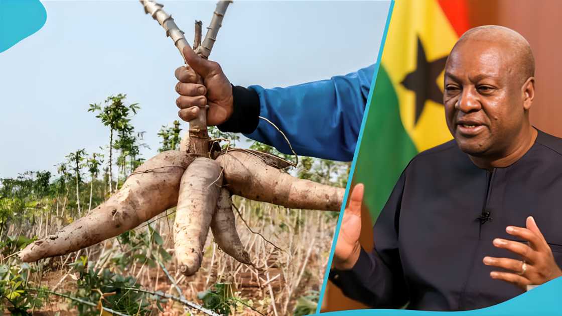 Food prices, President, election 2028, John Dramani Mahama, Cassava prices, people, education, farming Food prices, President, election 2028, John Dramani Mahama, Cassava prices, people, education, farming