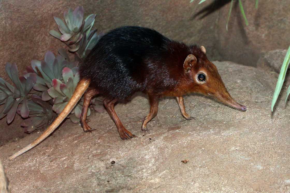 Elephant shrew is walking past some vegetation