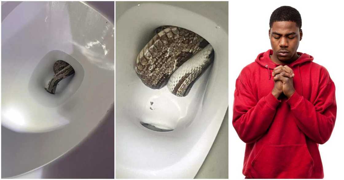 Snake removed from homeowner's toilet. Snake removed from homeowner's toilet.
