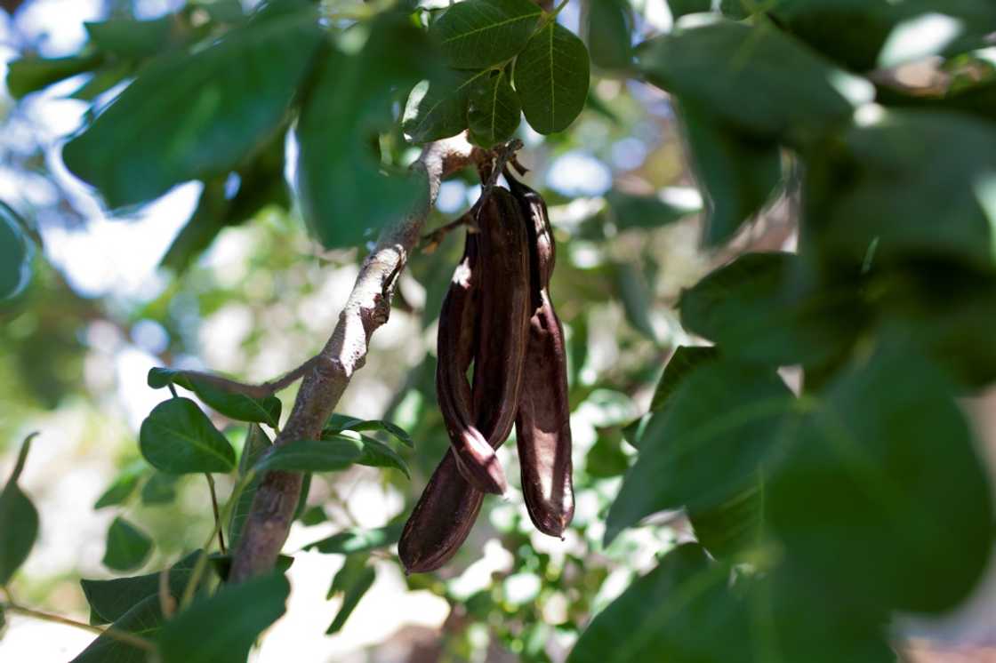 For some, carob has a chequered reputation as a chocolate substitute For some, carob has a chequered reputation as a chocolate substitute