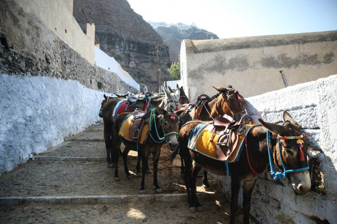 Donkeys for a tourist stop on a road on the way to Fira village in Santorini