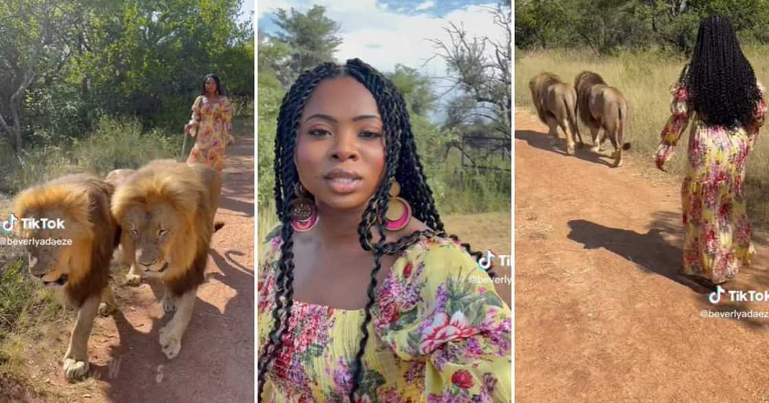 TikTok user @beverlyadaeze walking with lions