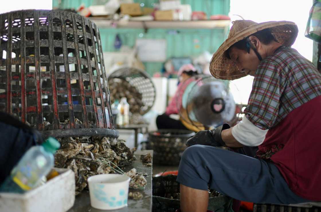 Turning the shells -- which capture and store carbon dioxide from the atmosphere -- into Seawool also does not require water, making it a 'low-carbon product' Turning the shells -- which capture and store carbon dioxide from the atmosphere -- into Seawool also does not require water, making it a 'low-carbon product'