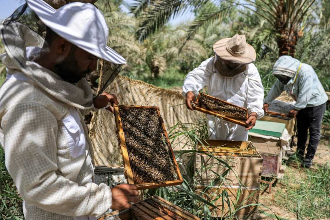 A lingering drought in Iraq and rising temperatures are impacting the lifespan of bees and hurting honey production A lingering drought in Iraq and rising temperatures are impacting the lifespan of bees and hurting honey production