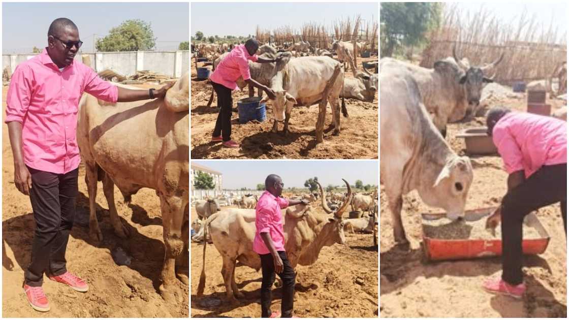 Nigerian man showcases his cow business, buys land for them, hopes to make big profit