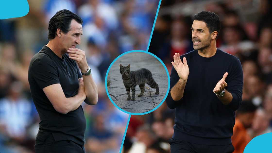 Mysterious cat, Nimbus Pronos, Aston Villa vs Arsenal, Premier League, Arsenal title defence, Unai Emery, football match preview, head-to-head statistics.