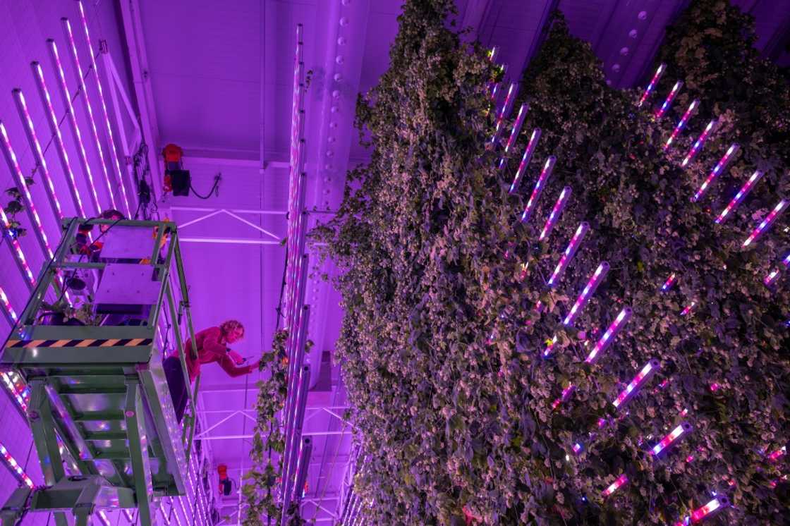 At its warehouse in Galicia, Spanish startup Ekonoke grows hops hydroponically, meticulously monitoring the lighting, temperature and nutrient levels inside the grow room At its warehouse in Galicia, Spanish startup Ekonoke grows hops hydroponically, meticulously monitoring the lighting, temperature and nutrient levels inside the grow room