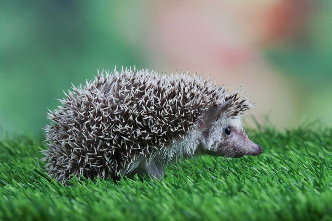 Hedgehog in Indonesia Hedgehog in Indonesia