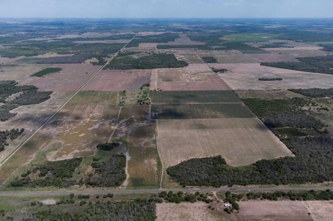Vast swathes of the Gran Chaco forest have been cut down to make way for soybean and corn crops, as well as livestock Vast swathes of the Gran Chaco forest have been cut down to make way for soybean and corn crops, as well as livestock