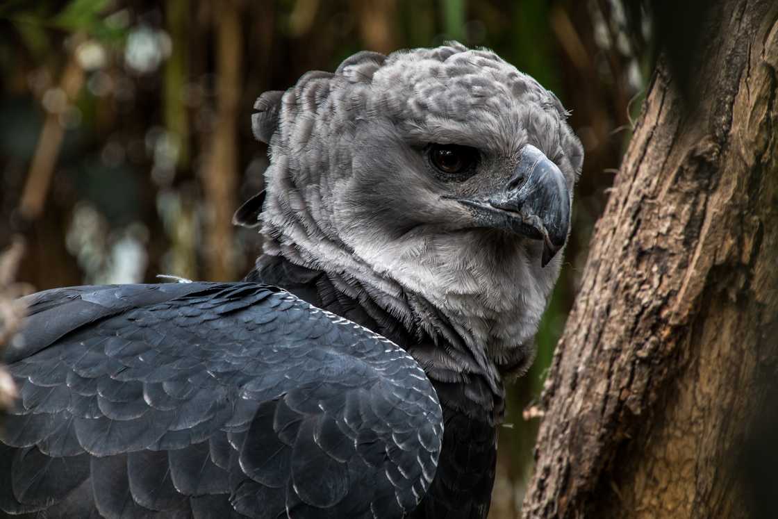 A close-up of the American harpy eagle. A close-up of the American harpy eagle.