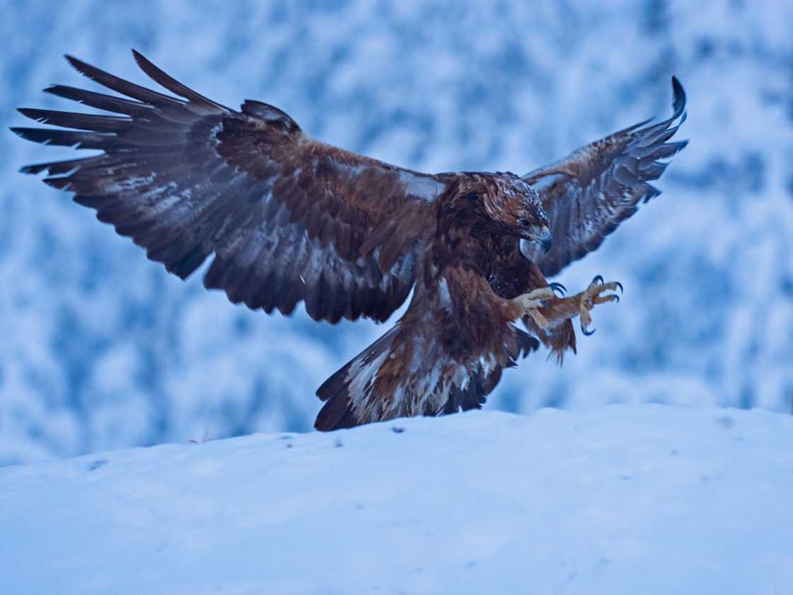 Largest eagle in the world