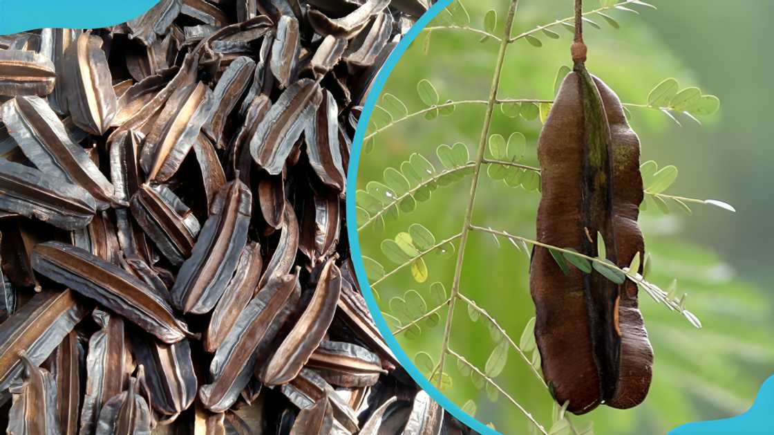 spices in Ghana spices in Ghana