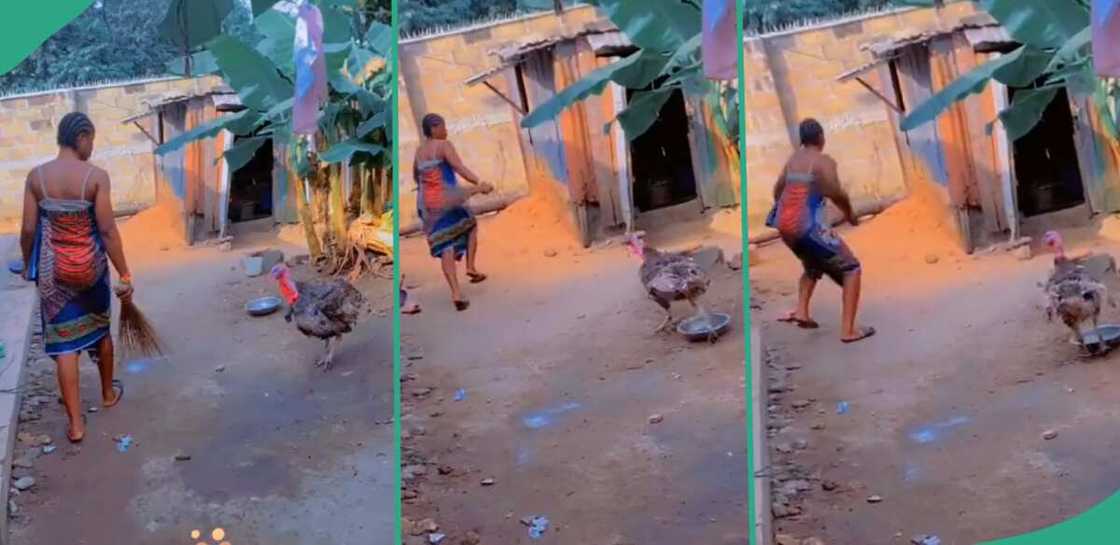 Lady running away from turkey. Lady running away from turkey.