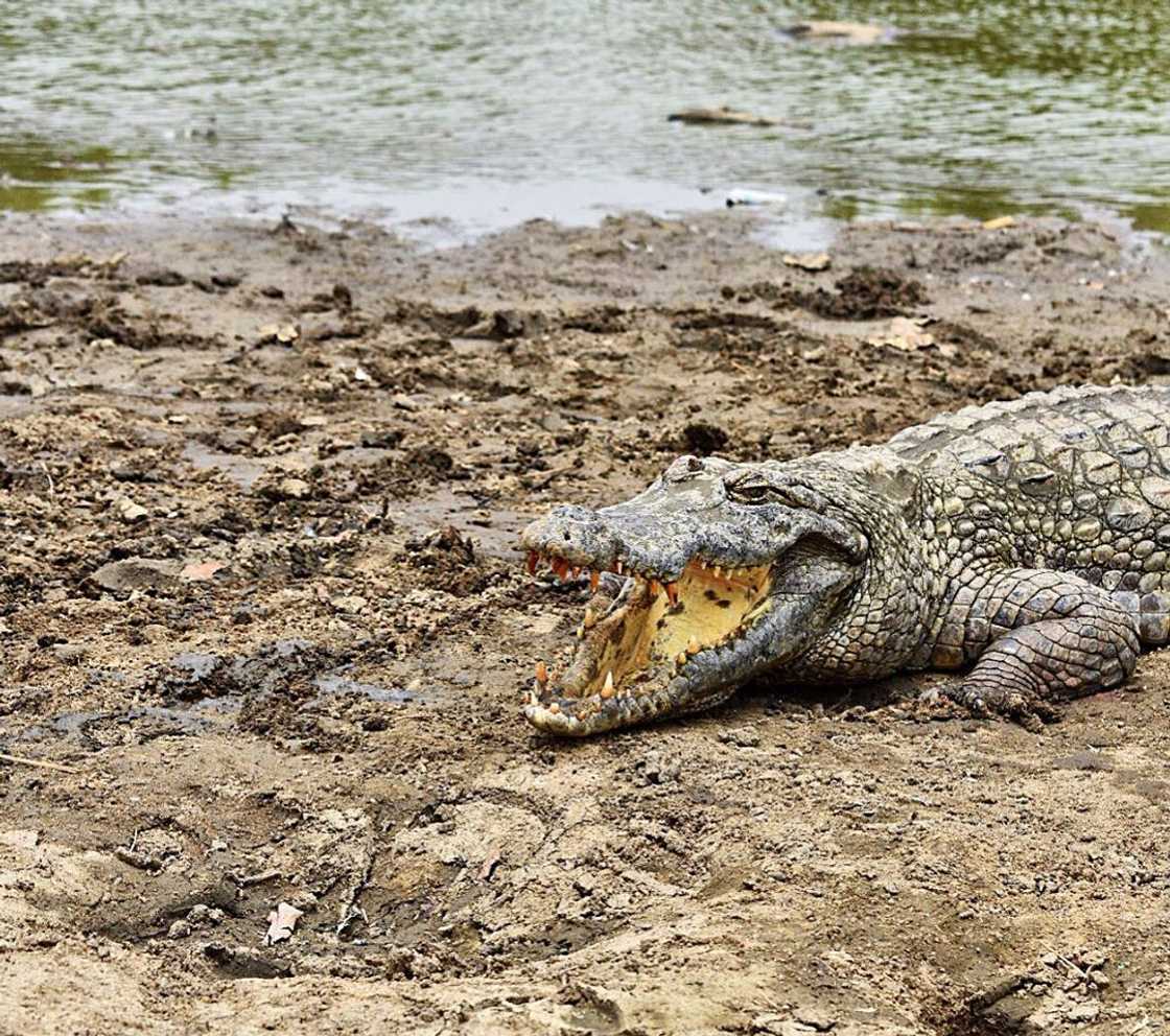 ghanaian images ghanaian images