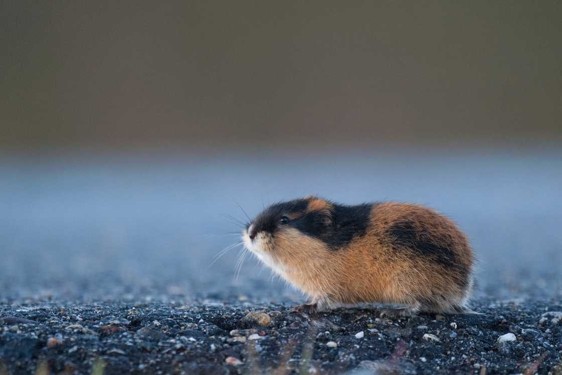Norwegian lemming on the road Norwegian lemming on the road