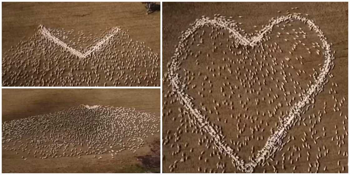 Stunning video of moment farmer arranged many live sheep to create shape of a hear in respect of dead aunt Stunning video of moment farmer arranged many live sheep to create shape of a hear in respect of dead aunt