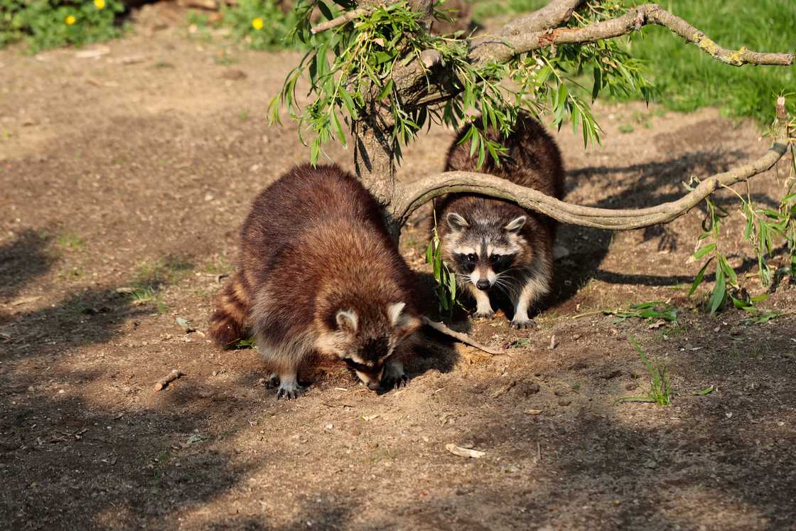 Full body image of two common raccoons. Full body image of two common raccoons.