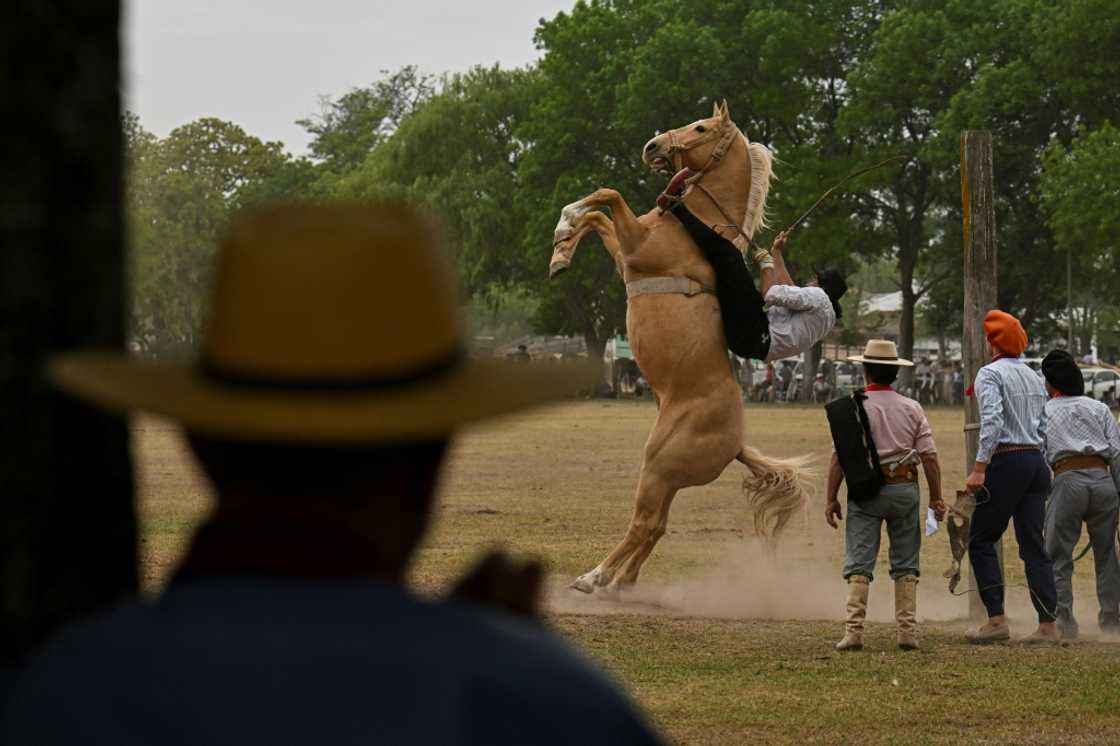 Anarchists rejecting state authority, communists fighting the class struggle, 'Peronists' representing the demands of rural workers and nationalists have all claimed the gaucho for their own