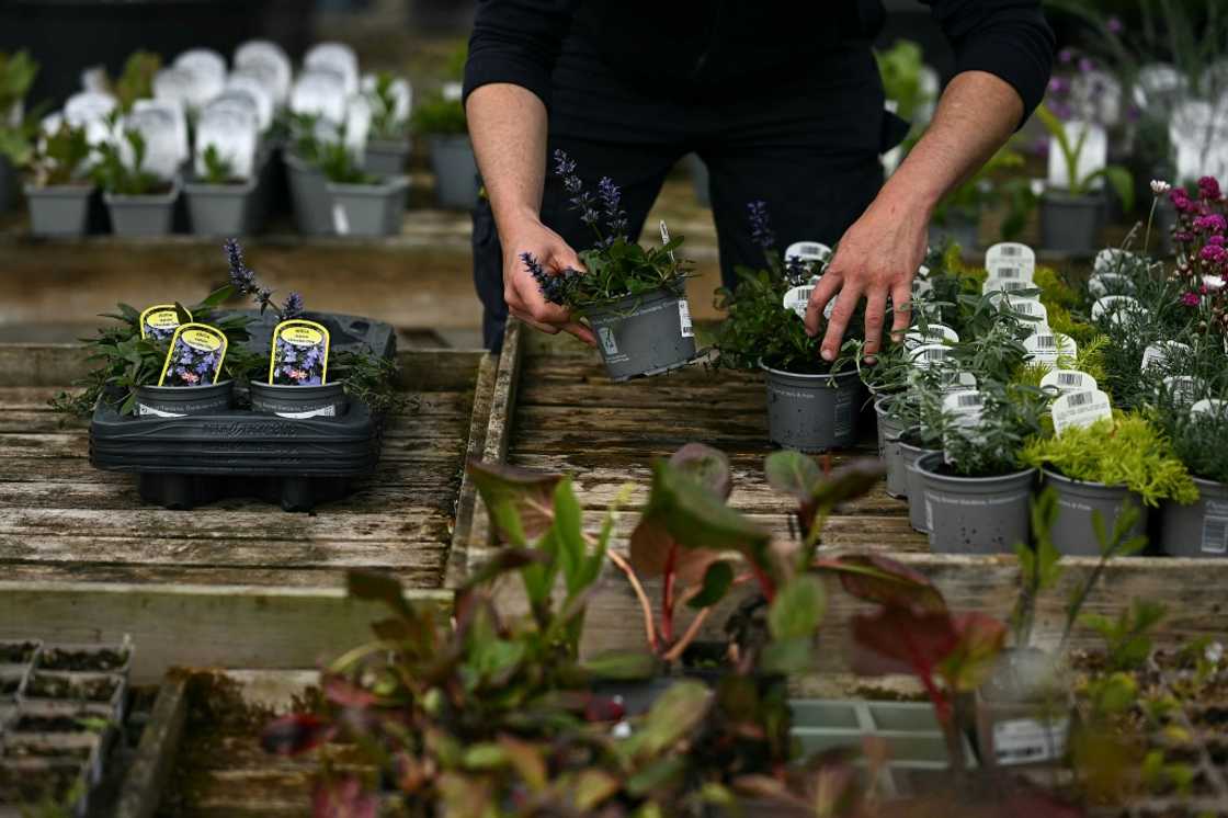 New import costs for companies could push up the prices British customers pay for plants and flowers New import costs for companies could push up the prices British customers pay for plants and flowers