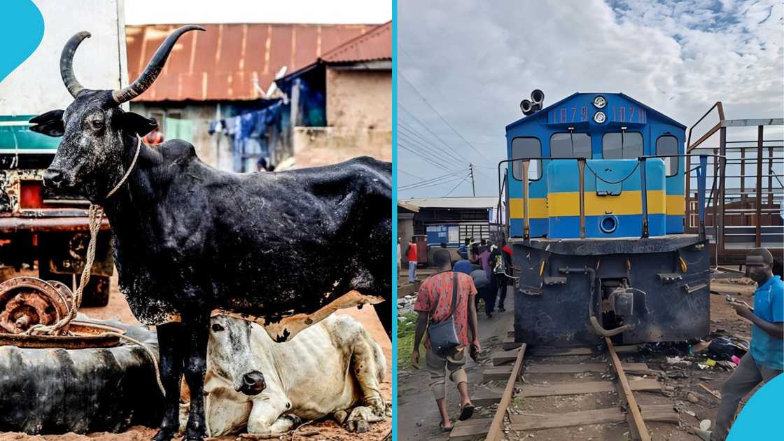 Accra-Bound Train, Cattle, Train Crash, Derails, Stray Cattle, Avenor, Cattle Invasion Accra-Bound Train, Cattle, Train Crash, Derails, Stray Cattle, Avenor, Cattle Invasion
