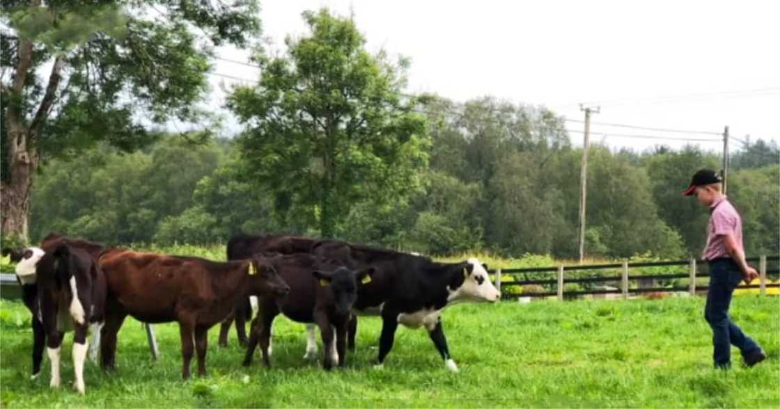 Five of the calves are called Audrey, Hannah, Trixie, Rebecca, and Helen. Five of the calves are called Audrey, Hannah, Trixie, Rebecca, and Helen.