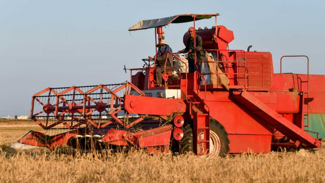 A farmer drives a harvester through a wheat field in the Cebalet Ben Ammar region, north of the capital Tunis A farmer drives a harvester through a wheat field in the Cebalet Ben Ammar region, north of the capital Tunis