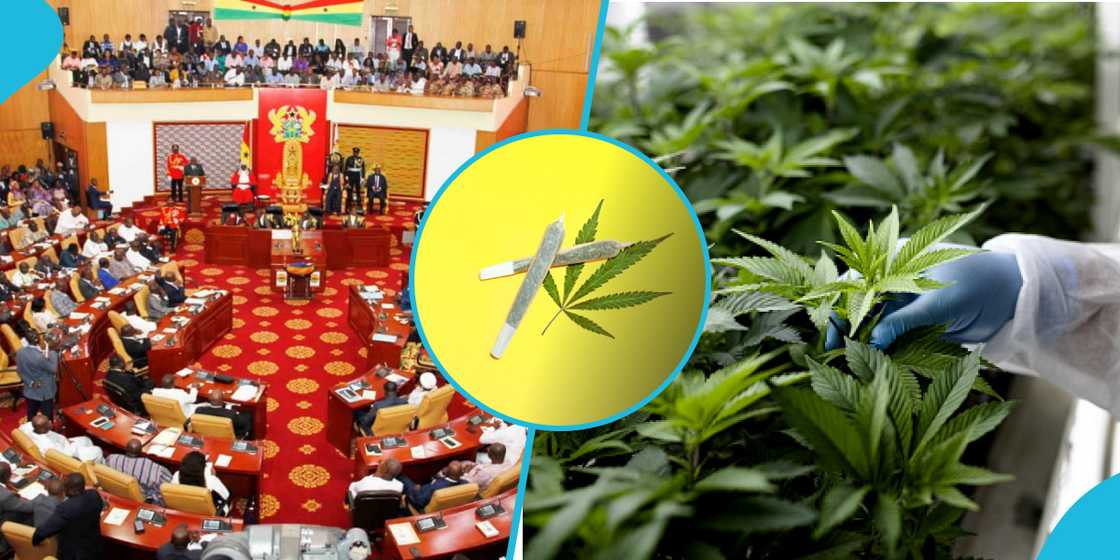 Ghana Parliament passes bill for industrial cultivation of marijuana Ghana Parliament passes bill for industrial cultivation of marijuana